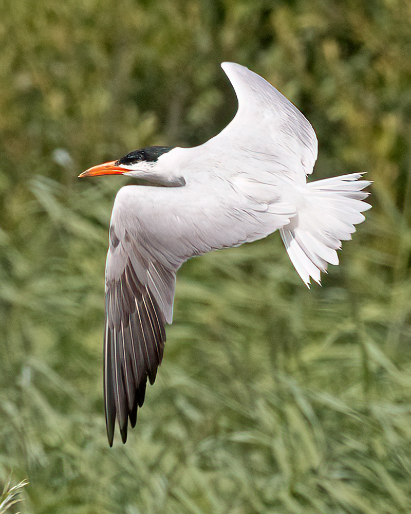 Caspian tern